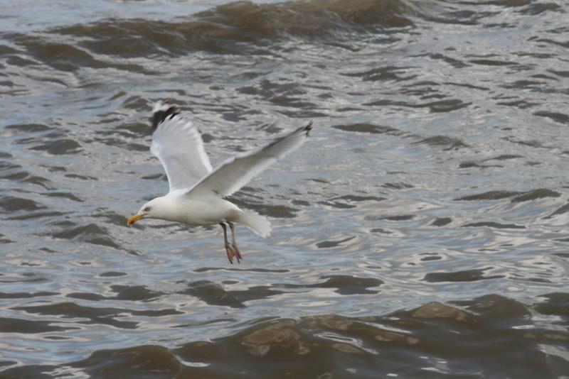 03DJ-2008-042 Bild111.JPG